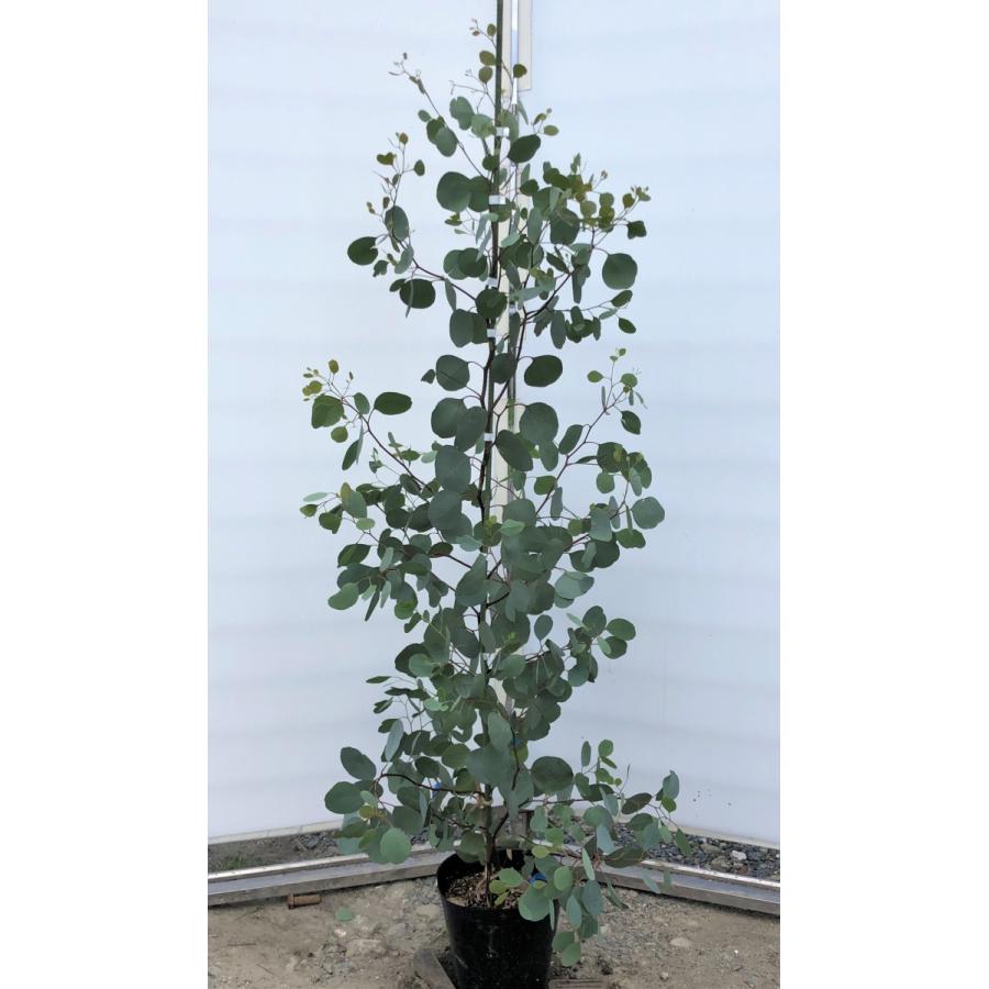 ポポラス　丸葉ユーカリ　約1.5ｍ　現品発送　特大株　植木苗木　丸葉のユーカリの木　常緑樹　送料無料