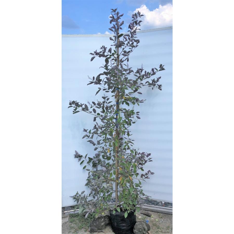 西洋ニンジンボク　ミツバハマゴウプルプレア　カンナ　約2.1ｍ　現品発送　特大株　大株植木苗木　落葉樹　送料無料