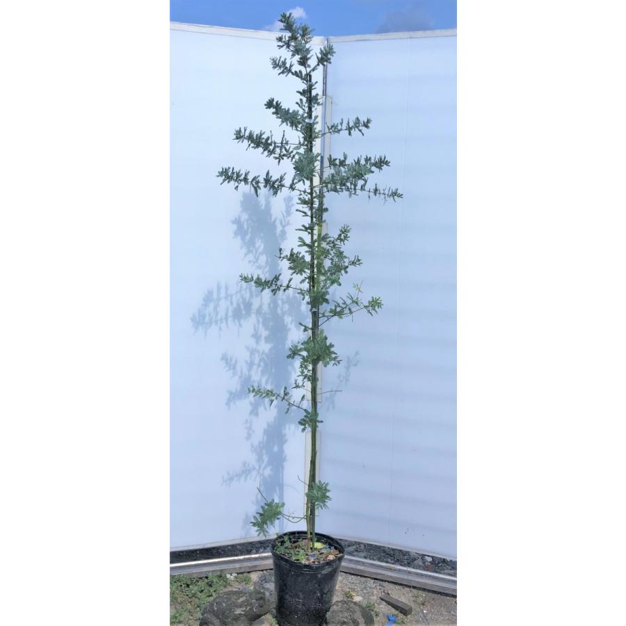 ミモザアカシア 約1 9ｍ 現品発送 鉢植え 特大株 植木苗木 ギンヨウアカシア 常緑樹 送料無料 9107mimoza1917 大福樹苗園 通販 Yahoo ショッピング