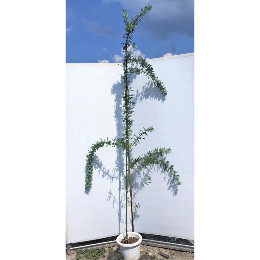 ミモザアカシア　約2.4ｍ　現品発送　鉢植え　超特大株　植木苗木　ギンヨウアカシア　常緑樹　送料無料