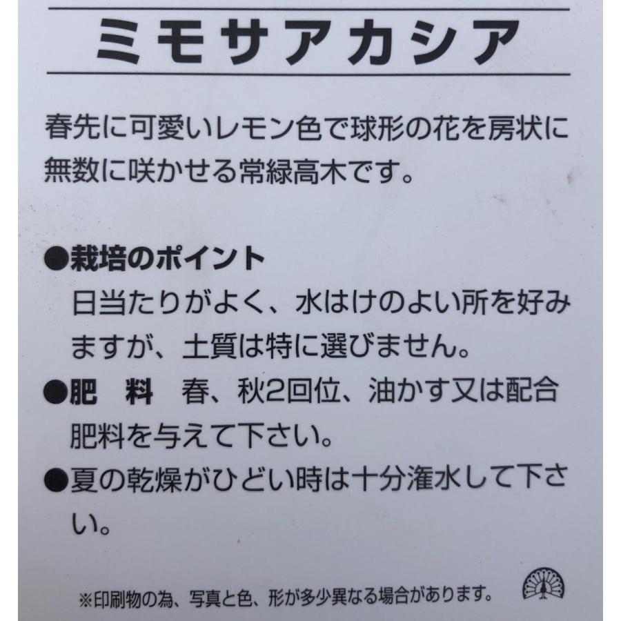 ミモザアカシア　約2.4ｍ　現品発送　鉢植え　超特大株　植木苗木　ギンヨウアカシア　常緑樹　送料無料 