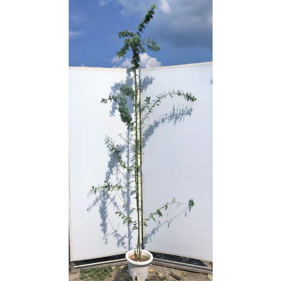ミモザアカシア　約2.4ｍ　現品発送　鉢植え　超特大株　植木苗木　ギンヨウアカシア　常緑樹　送料無料