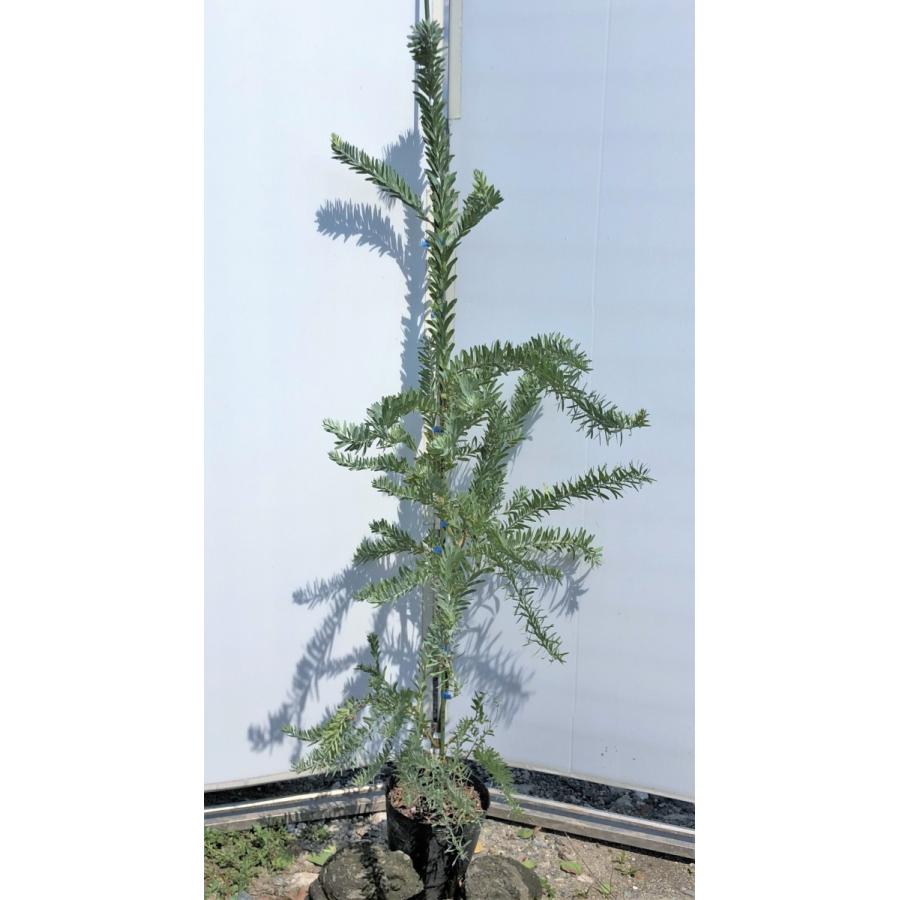 コベニーアカシア　ブルーブッシュ　約1.7ｍ　現品発送　特大株　植木苗木　青葉のアカシア　常緑樹　送料無料