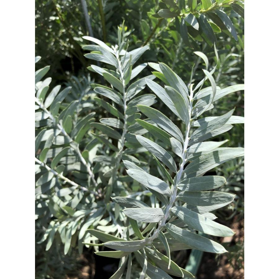 コベニーアカシア　ブルーブッシュ　約1.7ｍ　現品発送　特大株　植木苗木　青葉のアカシア　常緑樹　送料無料 