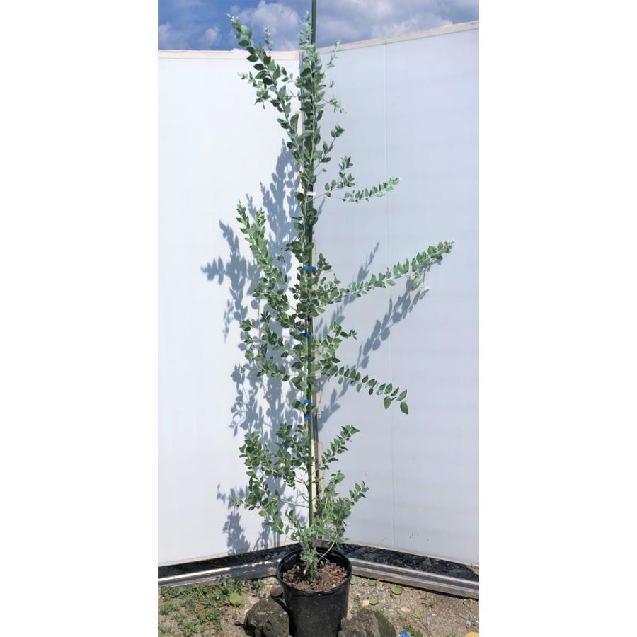 パールアカシア　約２ｍ　現品発送　特大株　植木苗木　青葉のアカシア　ミモザ　常緑樹　送料無料