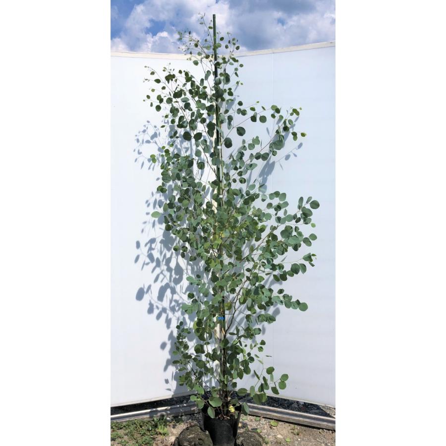 ポポラス　丸葉ユーカリ　約2.1ｍ　現品発送　特大株　植木苗木　丸葉のユーカリの木　鉢植え観葉植物に　常緑樹　送料無料