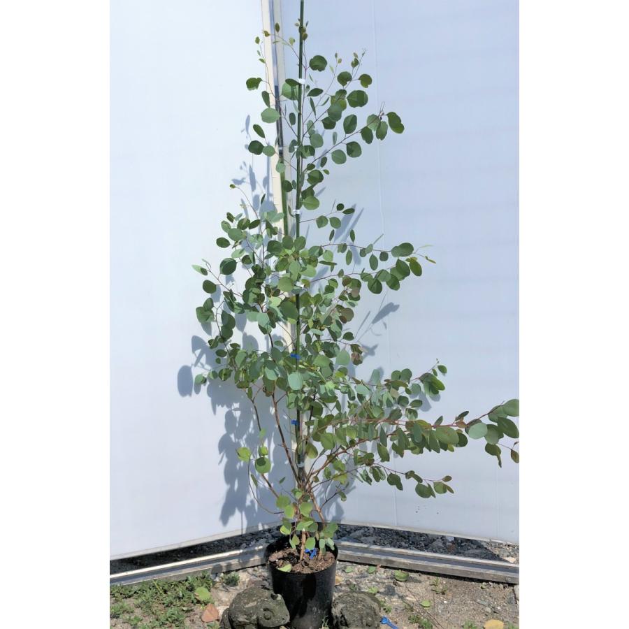 直売半額 ポポラス 丸葉ユーカリ 約1 6ｍ 現品発送 鉢植え 特大株 植木苗木 丸葉のユーカリの木 常緑樹 送料無料 価格 帯 Ledger Com Overseasmexico Com Mx