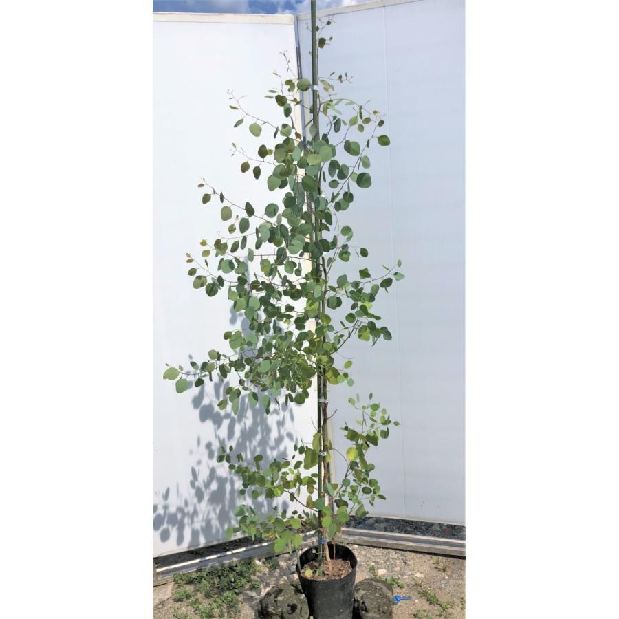 ポポラス　丸葉ユーカリ　約1.9ｍ　現品発送　特大株　植木苗木　丸葉のユーカリの木　鉢植え観葉植物に　常緑樹　送料無料