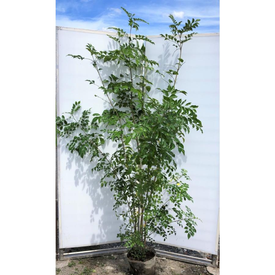 シマトネリコ　株立ち　約2.1m　現品発送　特大株　美樹形株　シンボルツリー　常緑樹　送料無料