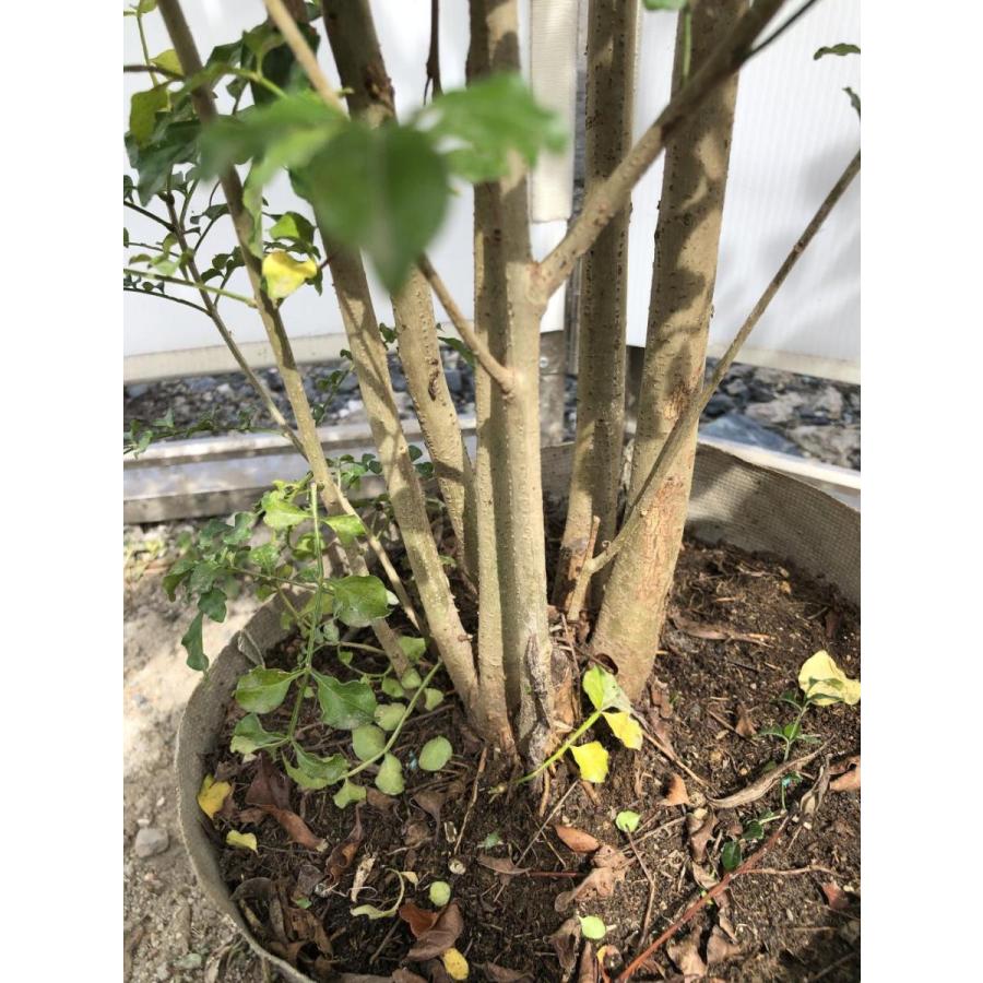 シマトネリコ　株立ち　約2.1m　現品発送　特大株　美樹形株　シンボルツリー　常緑樹　送料無料 