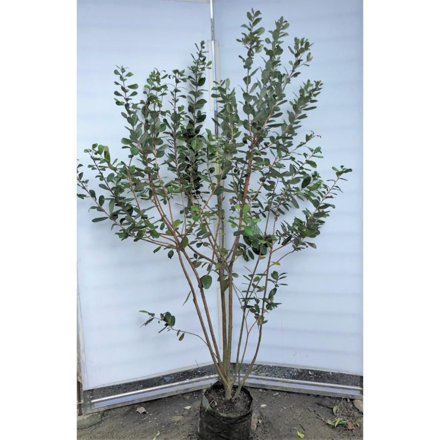 フェイジョア 株立ち 約1 8m 現品発送 特大植 木苗木 常緑樹 送料無料 9421fay1816k6 大福樹苗園 通販 Yahoo ショッピング