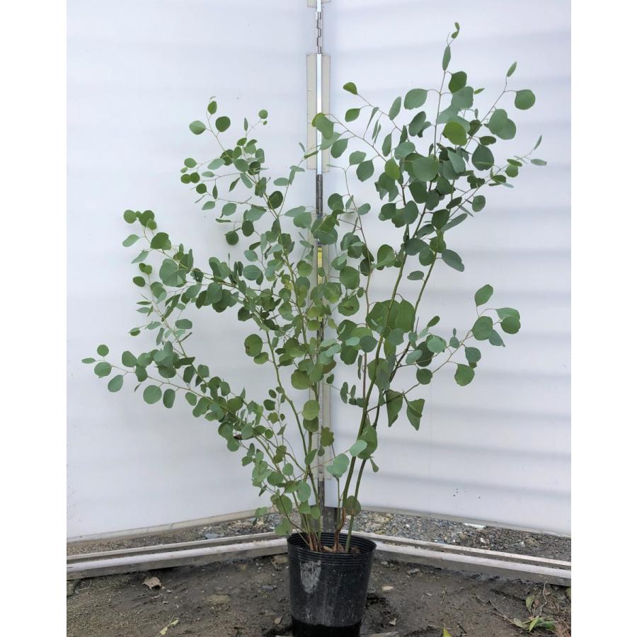 60 Off ポポラス 丸葉ユーカリ 株立ち 約1 3ｍ 現品発送 特大株 植木苗木 丸葉のユーカリの木 常緑樹 送料無料 9423poporas1311k5 大福樹苗園 通販 Yahoo ショッピング 想像を超えての Www Maxipiso Com Ar