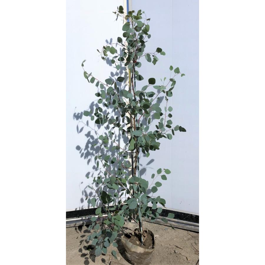 ポポラス　丸葉ユーカリ　約1.5ｍ　現品発送　特大株　植木苗木　丸葉のユーカリの木　常緑樹　送料無料