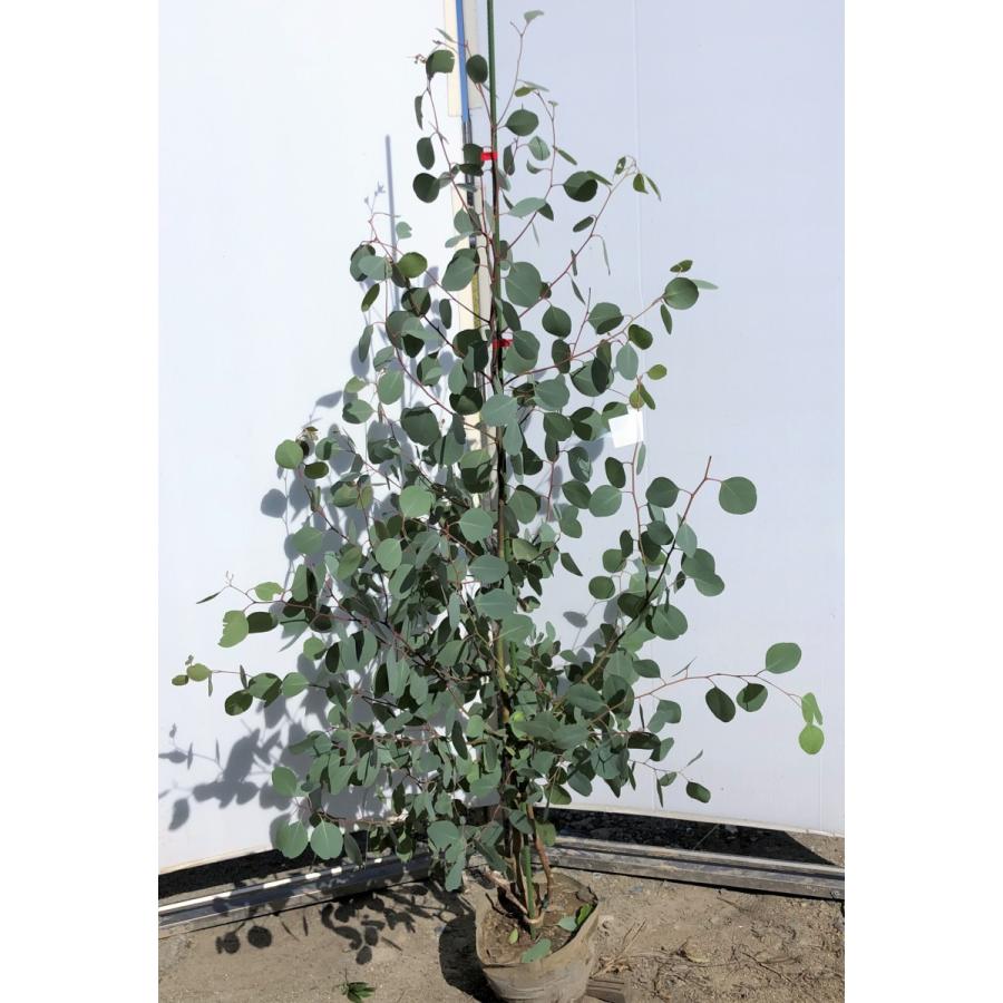 ポポラス　丸葉ユーカリ　約1.5ｍ　現品発送　特大株　植木苗木　丸葉のユーカリの木　常緑樹　送料無料