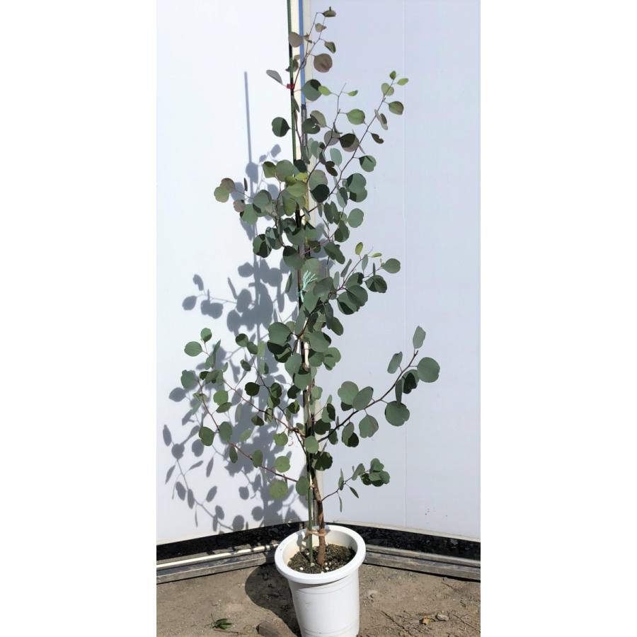 鉢植えポポラス 丸葉ユーカリ 約1 6ｍ 現品発送 特大株 植木苗木 丸葉のユーカリの木 常緑樹 送料無料 poporas1614 大福樹苗園 通販 Yahoo ショッピング