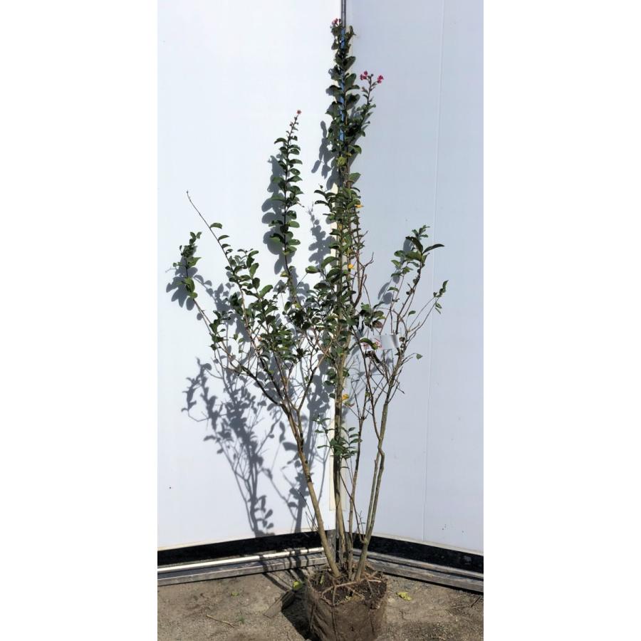 サルスベリの木　株立ち　約1.8ｍ　現品発送　豪華株　赤花　特大株　植木苗木　百日紅　猿滑り　落葉樹　送料無料