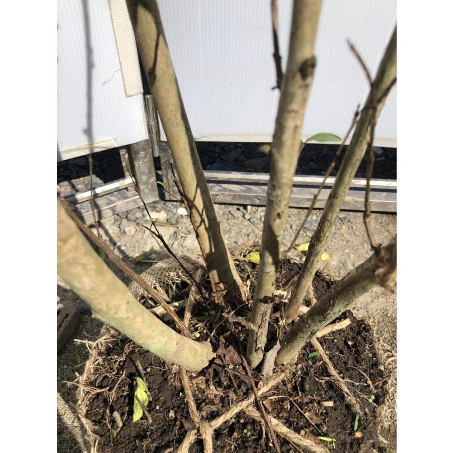 サルスベリの木　株立ち　約1.8ｍ　現品発送　豪華株　赤花　特大株　植木苗木　百日紅　猿滑り　落葉樹　送料無料 