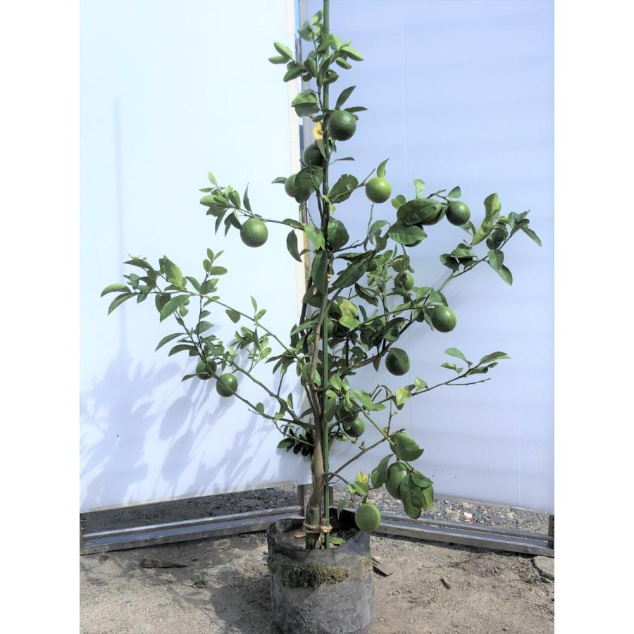 レモンの木 マイヤーレモン 約1 4ｍ 現品発送 特大株 植木苗木 現品発送 檸檬の木 観葉植物や鉢植えに 果樹 送料無料 mayers1412 大福樹苗園 通販 Yahoo ショッピング