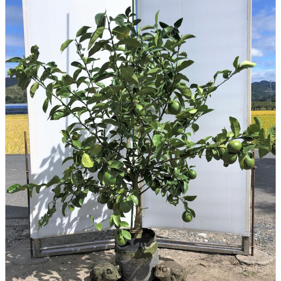 高級品販売 レモンの木 マイヤーレモン 約1 4ｍ 現品発送 豪華株 特大株 植木苗木 現品発送 檸檬の木 観葉植物や鉢植えに 果樹 送料無料 先行販売 Mongol Od Mn
