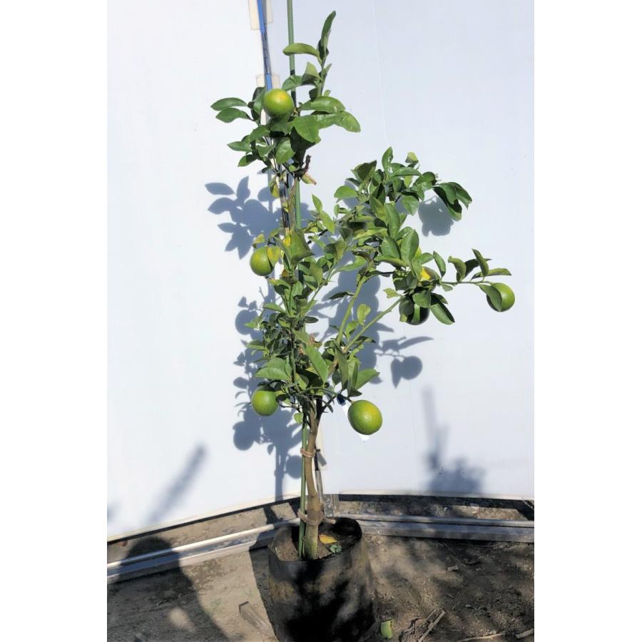レモンの木 マイヤーレモン 約1 3ｍ 現品発送 特大株 植木苗木 現品発送 檸檬の木 観葉植物や鉢植えに 果樹 送料無料 mayers1311 大福樹苗園 通販 Yahoo ショッピング