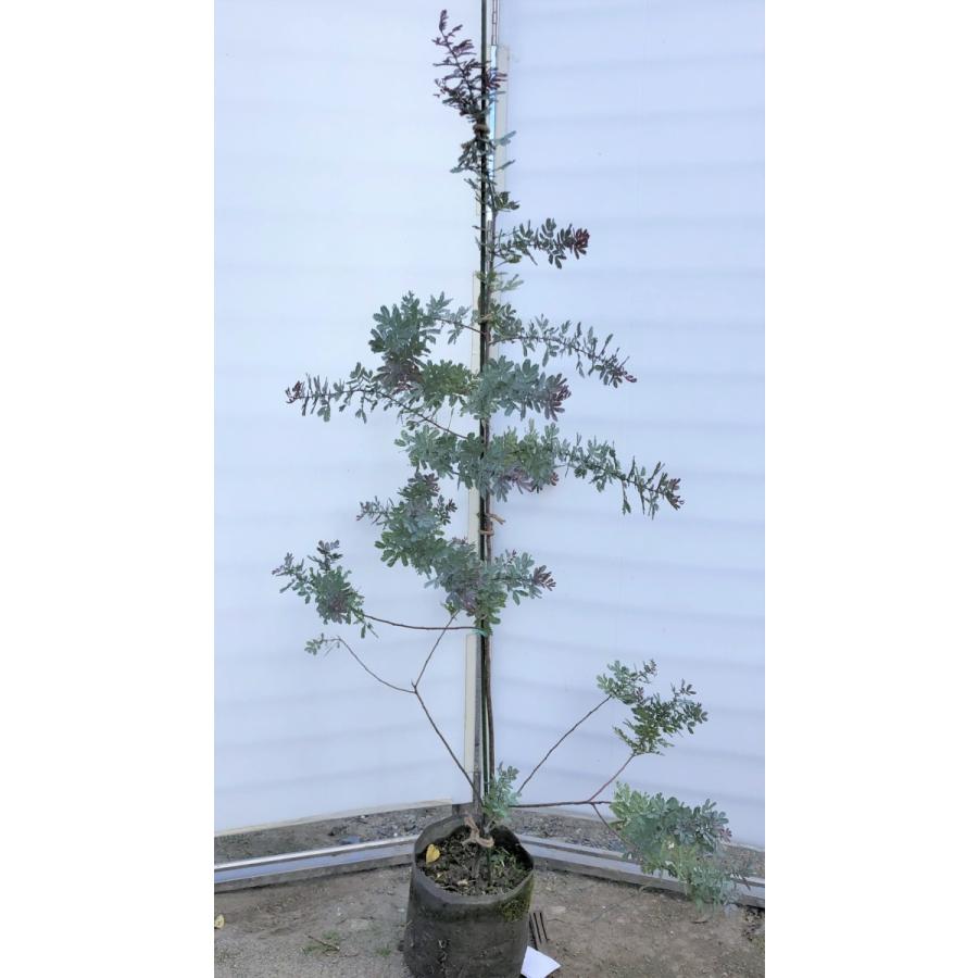 ミモザアカシア プルプレア 紫葉 約1 7ｍ 現品発送 特大株 植木苗木 ギンヨウアカシア 常緑樹 送料無料 mimozapuru1715 大福樹苗園 通販 Yahoo ショッピング