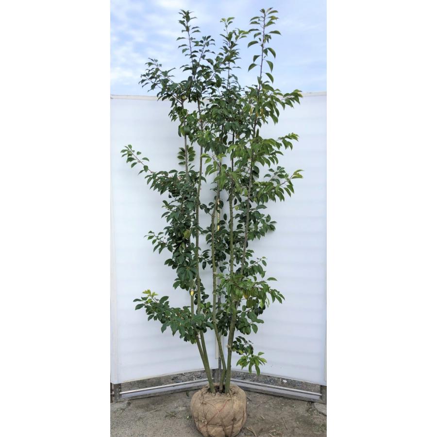 ソヨゴの木　株立ち　約2.3m　現品発送　美樹形株　特大株　植木苗木　赤い実が成る木　常緑樹　送料無料 