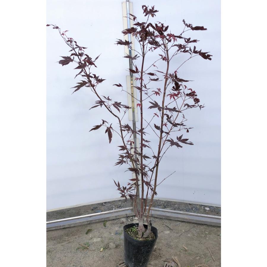 ノムラモミジ 株立ち 約1 4m 現品発送 野村紅葉 大株植木苗木 野村モミジ 紫葉 送料無料 nomura1412k3 大福樹苗園 通販 Yahoo ショッピング