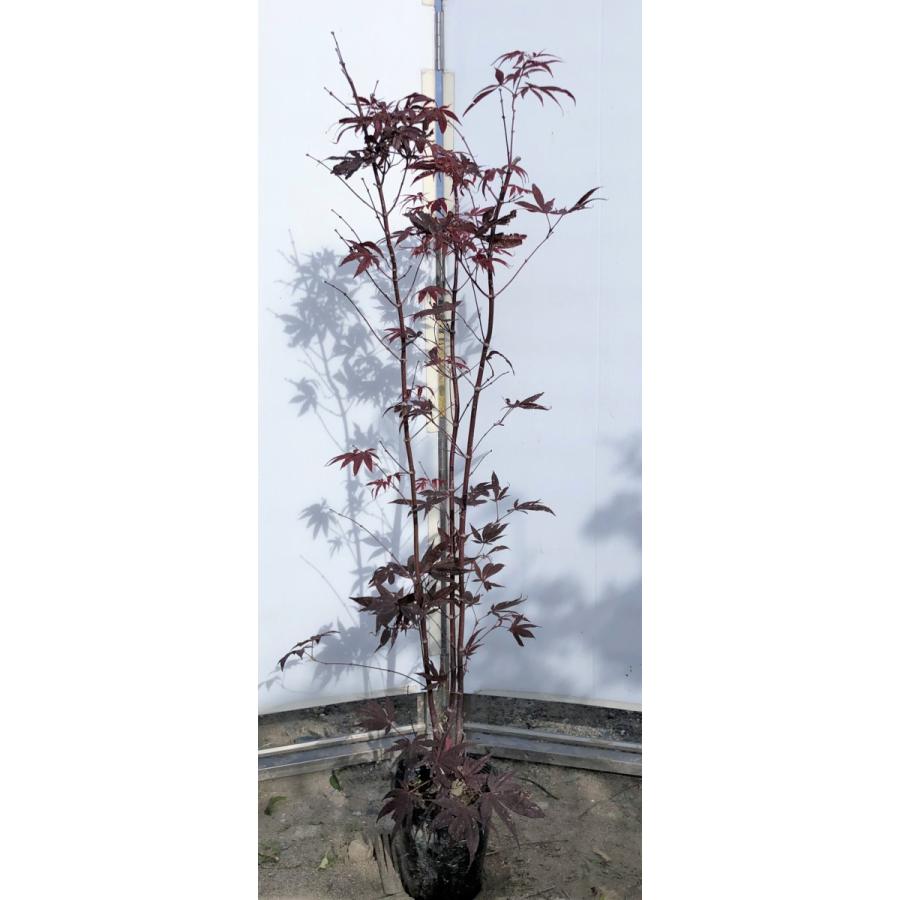 ノムラモミジ 株立ち 約1 3m 現品発送 野村紅葉 大株植木苗木 野村モミジ 紫葉 送料無料 2104nomura1312k3 大福樹苗園 通販 Yahoo ショッピング