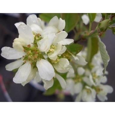 ジューンベリー　７本株立ち　約2.3ｍ　豪華株　現品発送　特大植木苗木　ラマルキー　ブルーベリーの様な果実　送料無料