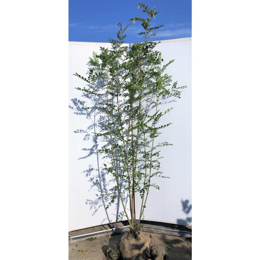 シマトネリコ　５本株立ち　約2.1m　現品発送　美樹形株　特大株　植木苗木　シンボルツリー　常緑樹　送料無料