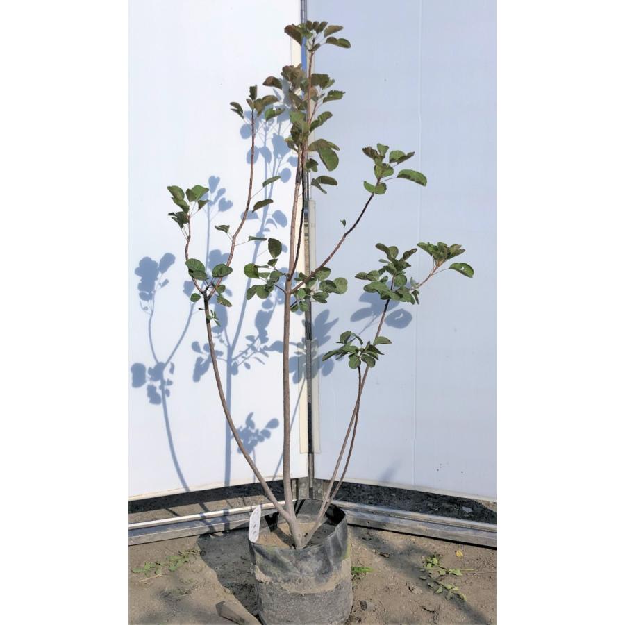 赤花スモークツリー 株立ち 約1 3ｍ 現品発送 ケムリノキ 特大株 植木苗木 紅花ケムリの木 煙の木 送料無料 redsmork1311k3 大福樹苗園 通販 Yahoo ショッピング