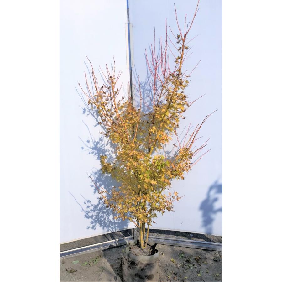 美峰モミジ ビホウモミジ 株立ち 約1 8m 現品発送 特大株 植木苗木 超希少品種 送料無料 bihou1816k3 大福樹苗園 通販 Yahoo ショッピング