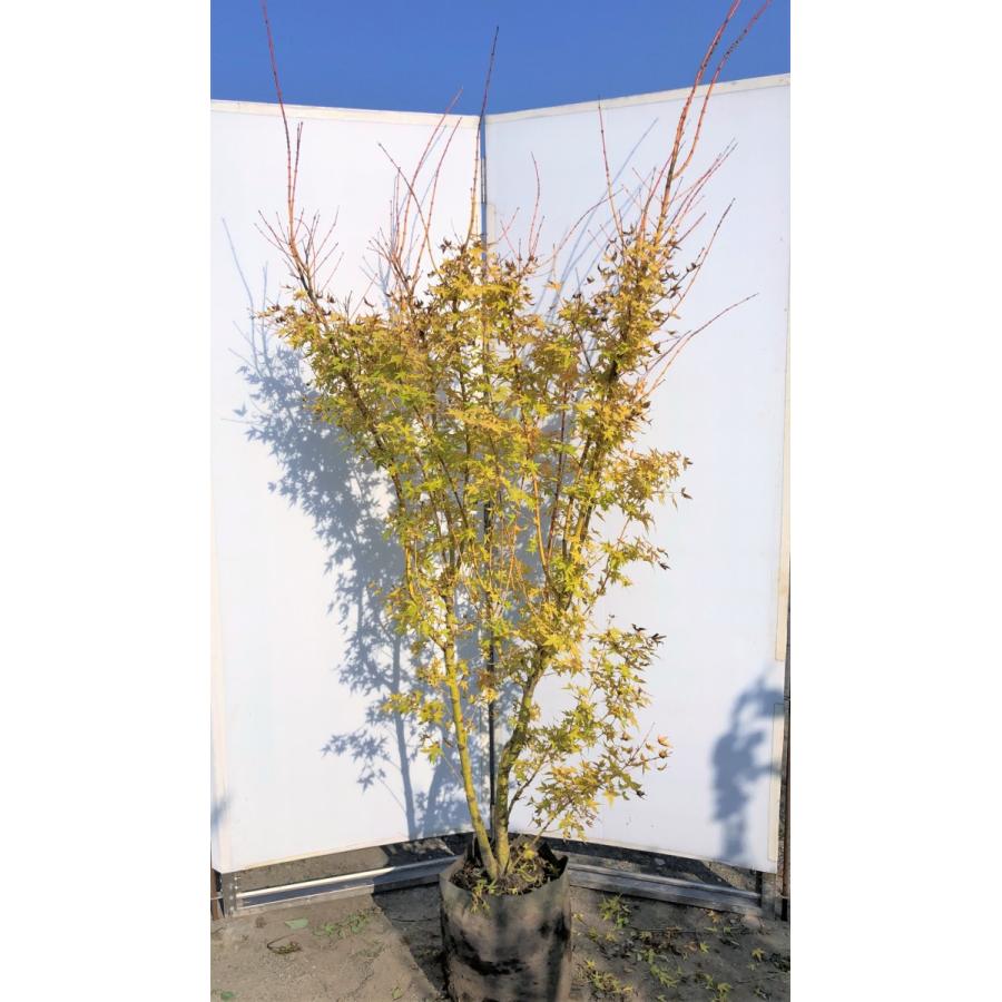 高い素材 美峰モミジ ビホウモミジ 株立ち風 約２m 現品発送 特大株 植木苗木 超品種 最新情報 Studiostodulky Cz