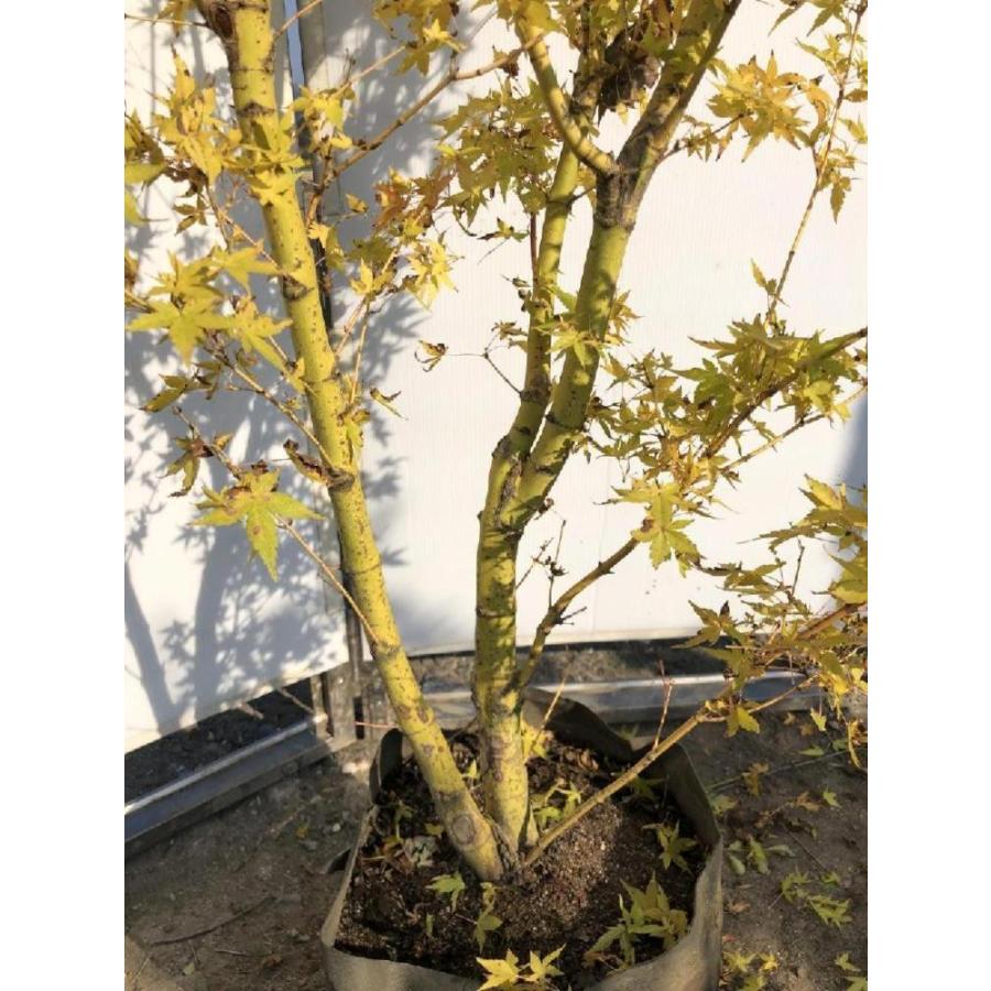 美峰モミジ ビホウモミジ 株立ち風 約2m 現品発送 特大株 植木苗木 超