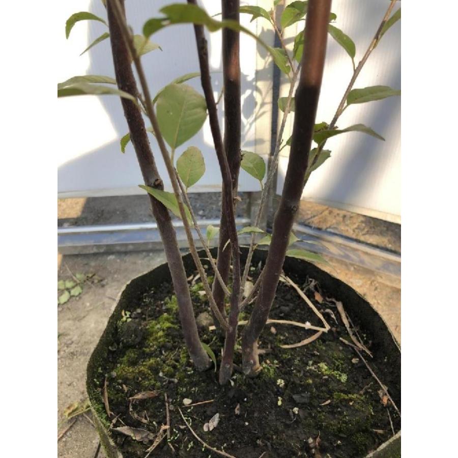 常緑エゴノキ 株立ち 約1.7m 現品発送 特大株 植木 苗木 常緑エゴノキ 株立ち 約1.7m 現品発送 特大株 植木 苗木