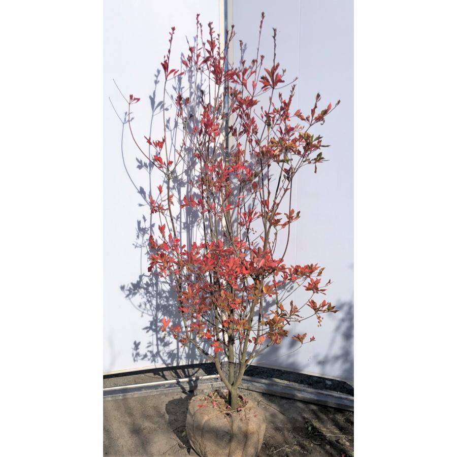 紅ドウダンツツジ 株立ち 約1 6m 現品発送 特大植木苗木 赤花ドウダン躑躅 落葉樹 送料無料 benidoudan1614k3 大福樹苗園 通販 Yahoo ショッピング