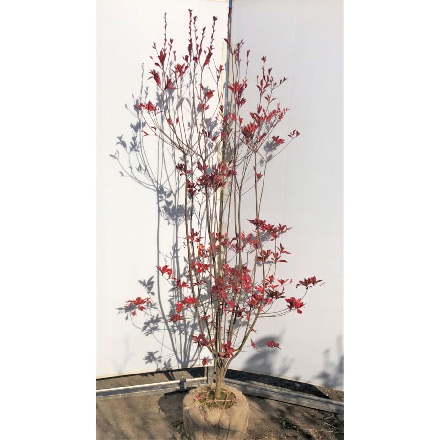 紅ドウダンツツジ 6本株立ち 約1.8m 現品発送 特大植木苗木 赤花
