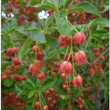 紅ドウダンツツジ 6本株立ち 約1.8m 現品発送 特大植木苗木 赤花