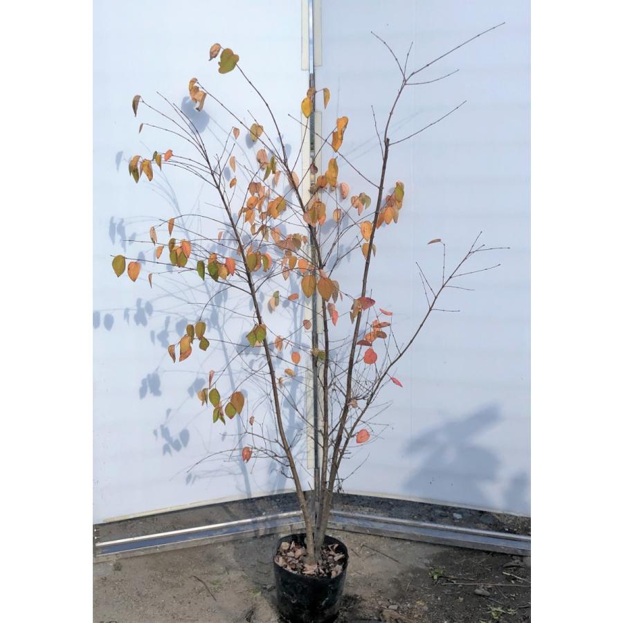 桂 カツラの木 株立ち 約1 5ｍ 現品発送 特大植木苗木 ハート形の葉っぱ シンボルツリー 送料無料 katura1514k3 大福樹苗園 通販 Yahoo ショッピング