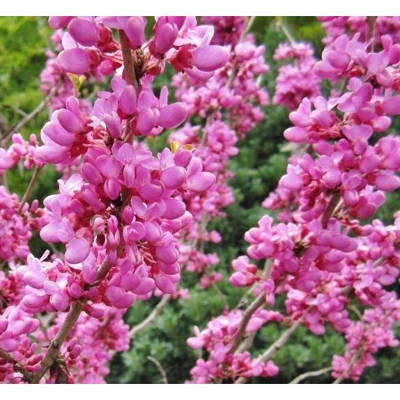 ハナズオウ 6本株立ち 約1.4m 一点物 現品発送 豪華株 特大植木苗木