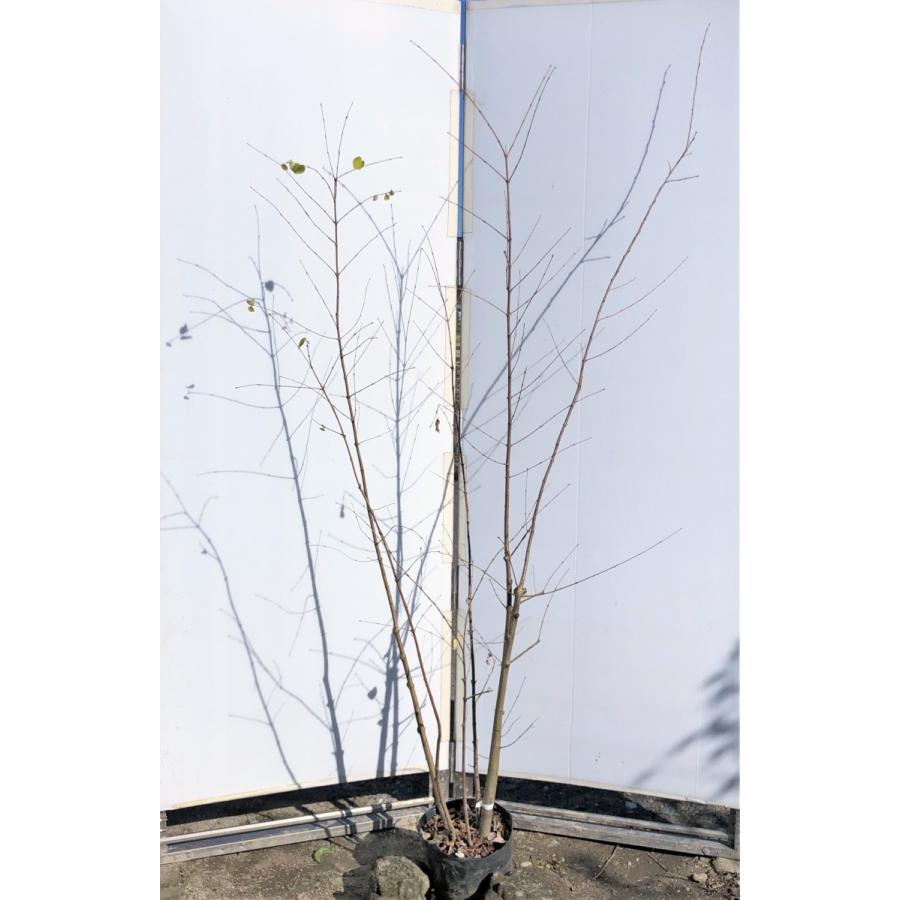 桂 カツラの木 ６本株立ち 約1 8ｍ 現品発送 特大植木苗木 ハート形の葉っぱ シンボルツリー 送料無料 katura1816k6 大福樹苗園 通販 Yahoo ショッピング