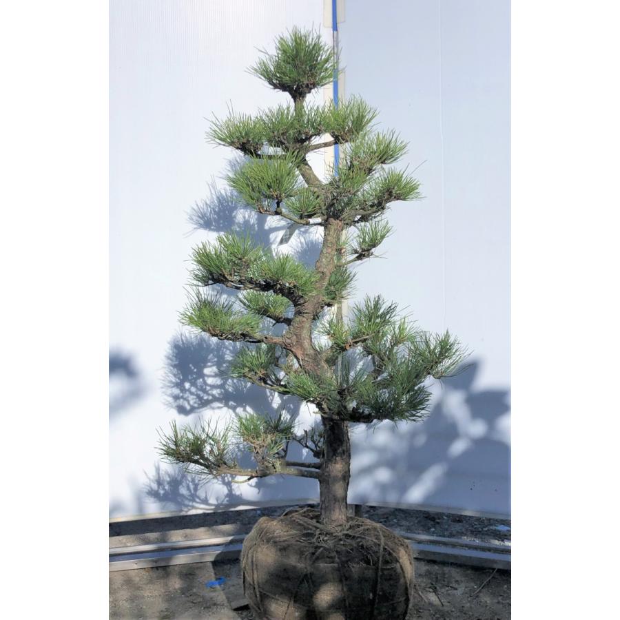 黒松 約130cm 超特大株 現品発送 一点物 特大植木苗木 盆栽仕立て