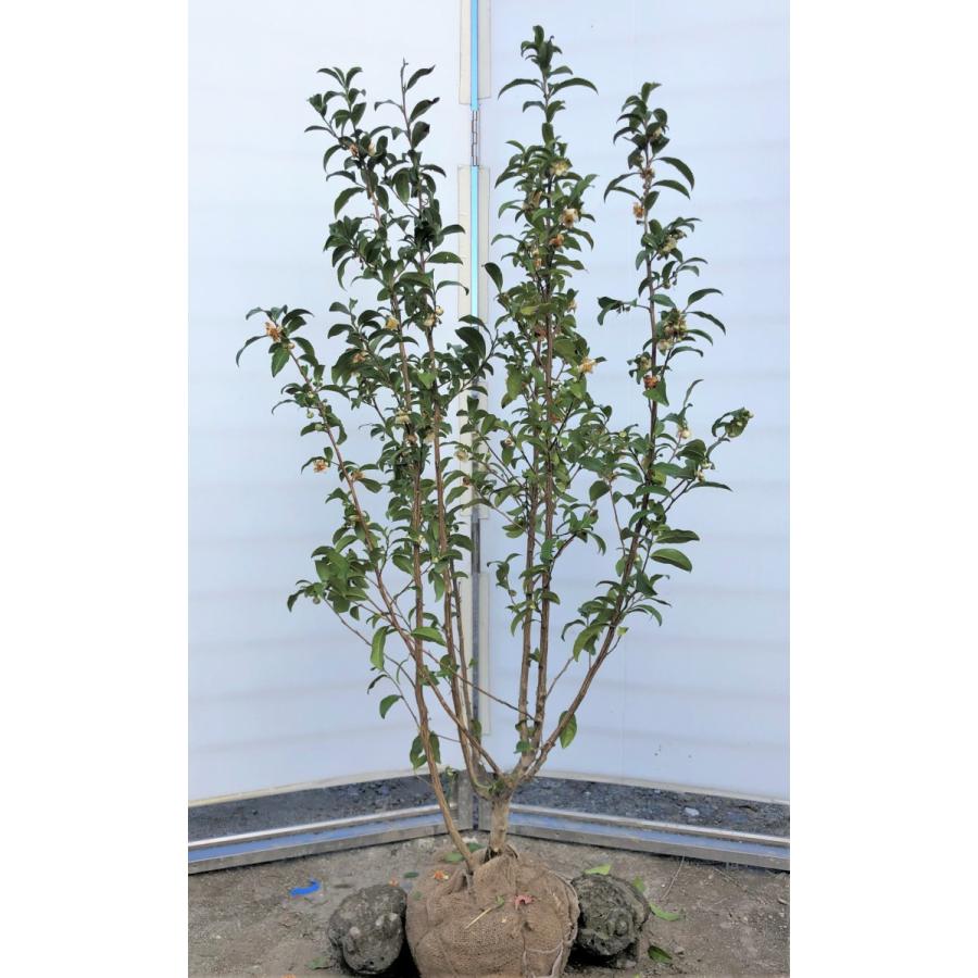 柔らかい お茶の木 チャノキ 株立ち 約1 4ｍ 現品発送 特大植木苗木 グリーンティー オチャノキ 常緑樹 送料無料 新版 Www Technet 21 Org