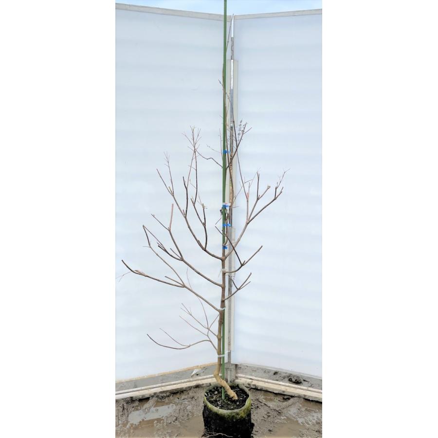 西洋ニンジンボク　約1.8ｍ　現品発送　特大株　植木苗木大苗　紫花　セイヨウニンジンボク　落葉樹　送料無料