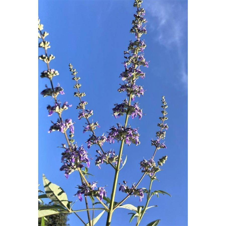 西洋ニンジンボク　約1.8ｍ　現品発送　特大株　植木苗木大苗　紫花　セイヨウニンジンボク　落葉樹　送料無料 