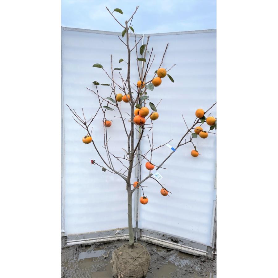 富有柿の木　約２ｍ　現品発送　特大株　植木苗木大苗　ジャンボ甘柿　大実品種　高級甘柿　落葉樹　送料無料