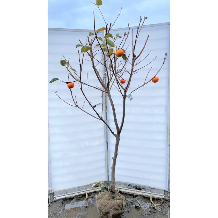 富有柿の木　約２ｍ　現品発送　特大株　植木苗木大苗　ジャンボ甘柿　大実品種　高級甘柿　落葉樹　送料無料