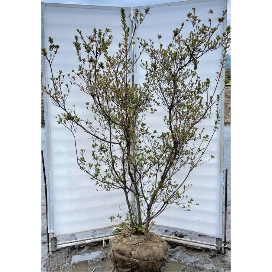 本霧島ツツジ　株立ち　約1.8ｍ　現品発送　超特大株　植木苗木大苗　ホンキリシマ　本キリシマ　常緑樹　送料無料