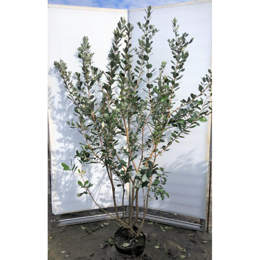 フェイジョア　株立ち　約1.8m　現品発送　特大株　植木苗木　常緑樹　送料無料
