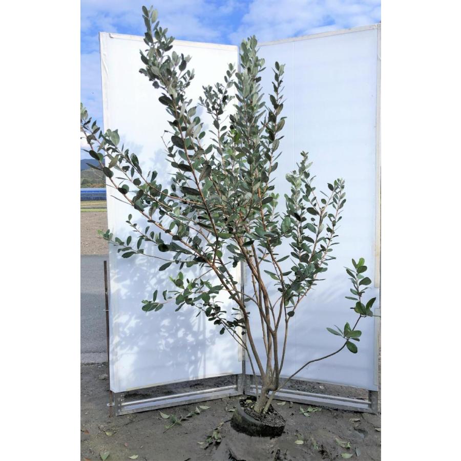 フェイジョア　株立ち　約1.8m　現品発送　特大株　植木苗木　常緑樹　送料無料 